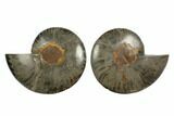 Cut/Polished Ammonite Fossil - Unusual Black Color #132705-1